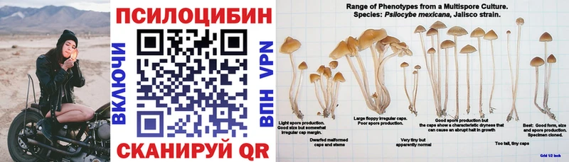 Псилоцибиновые грибы Cubensis  Ленинградская 